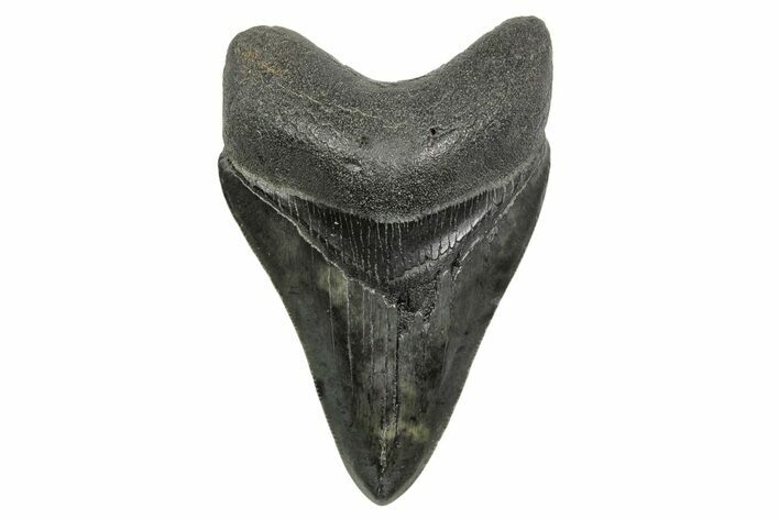Fossil Megalodon Tooth - South Carolina #368398